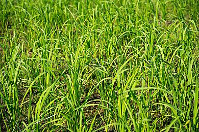 《无主之地3》steam同时在线暴涨 打一折引发新热潮